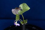 Viola odorata (IMG_0184.jpg)