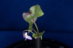Viola odorata (IMG_0185.jpg)