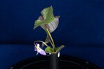 Viola odorata (IMG_0186.jpg)