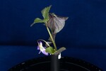 Viola odorata (IMG_0187.jpg)