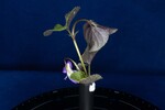 Viola odorata (IMG_0188.jpg)