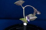 Viola odorata (IMG_0192.jpg)