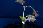 Viola odorata (IMG_0194.jpg)