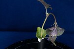 Viola odorata (IMG_0197.jpg)