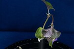 Viola odorata (IMG_0198.jpg)