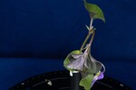 Viola odorata (IMG_0199.jpg)