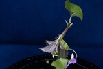 Viola odorata (IMG_0200.jpg)