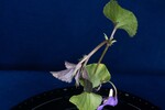 Viola odorata (IMG_0201.jpg)
