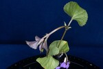Viola odorata (IMG_0202.jpg)