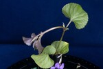 Viola odorata (IMG_0203.jpg)