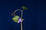 Viola odorata (IMG_0204.jpg)