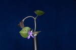 Viola odorata (IMG_0205.jpg)
