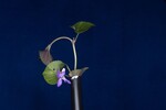 Viola odorata (IMG_0206.jpg)