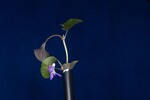 Viola odorata (IMG_0207.jpg)