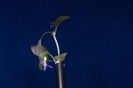 Viola odorata (IMG_0208.jpg)
