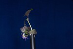 Viola odorata (IMG_0210.jpg)