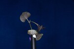 Viola odorata (IMG_0215.jpg)