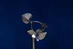 Viola odorata (IMG_0217.jpg)