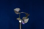 Viola odorata (IMG_0218.jpg)