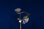Viola odorata (IMG_0219.jpg)