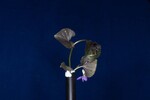 Viola odorata (IMG_0220.jpg)
