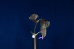 Viola odorata (IMG_0221.jpg)