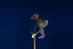 Viola odorata (IMG_0222.jpg)