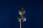 Viola odorata (IMG_0224.jpg)
