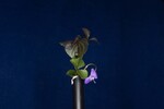 Viola odorata (IMG_0225.jpg)