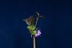 Viola odorata (IMG_0226.jpg)