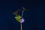 Viola odorata (IMG_0227.jpg)
