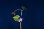 Viola odorata (IMG_0228.jpg)