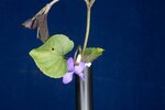 Viola odorata (IMG_0229.jpg)