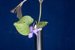 Viola odorata (IMG_0230.jpg)