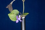 Viola odorata (IMG_0231.jpg)