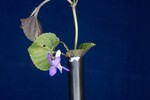 Viola odorata (IMG_0232.jpg)