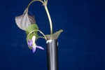 Viola odorata (IMG_0234.jpg)
