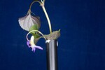 Viola odorata (IMG_0235.jpg)