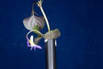 Viola odorata (IMG_0236.jpg)