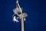 Viola odorata (IMG_0237.jpg)