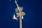 Viola odorata (IMG_0238.jpg)