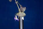 Viola odorata (IMG_0239.jpg)