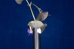 Viola odorata (IMG_0240.jpg)
