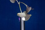Viola odorata (IMG_0241.jpg)