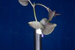 Viola odorata (IMG_0242.jpg)