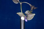 Viola odorata (IMG_0243.jpg)