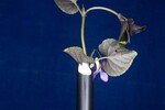 Viola odorata (IMG_0244.jpg)