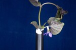 Viola odorata (IMG_0245.jpg)