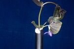 Viola odorata (IMG_0246.jpg)