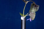 Viola odorata (IMG_0247.jpg)